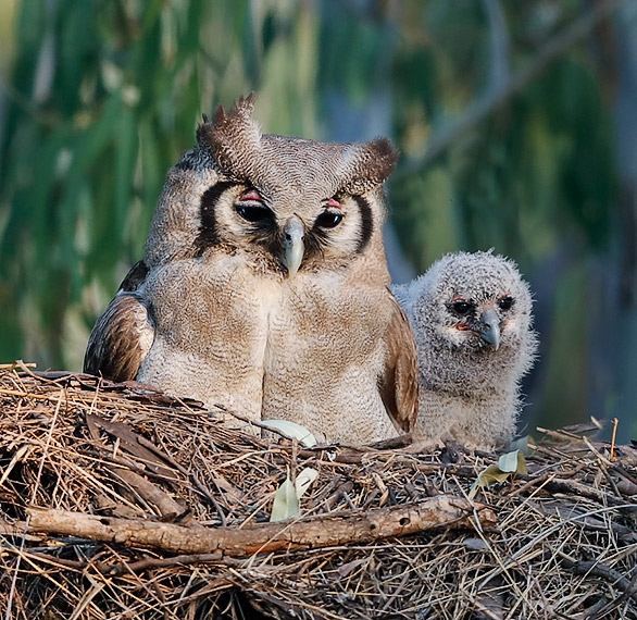 Verreaux's Eagle Owl with chick